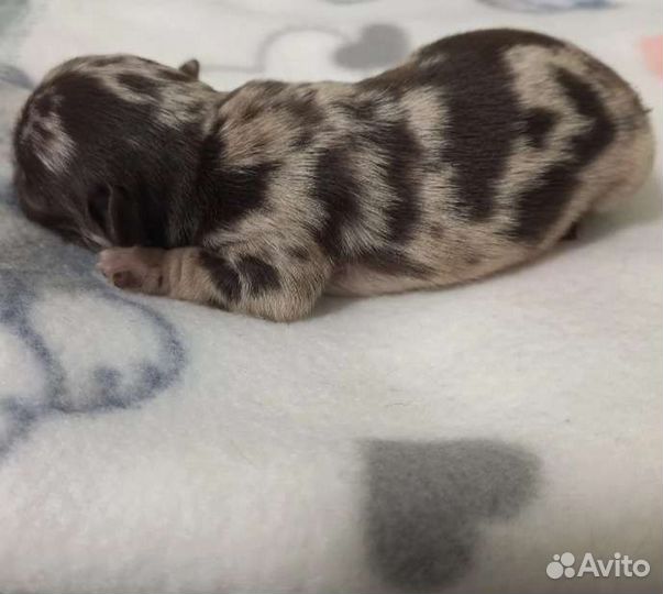 Щенки чихуахуа