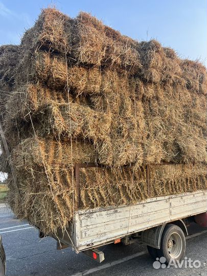 Солома рисовая с зеленью