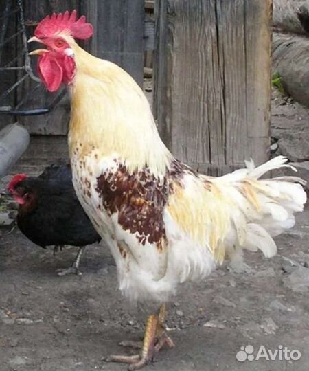 Молодые петушки