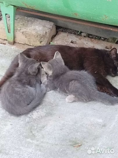 Дымчатый котенок