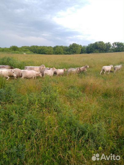 Бараны овцы матки Куйбышевской породы