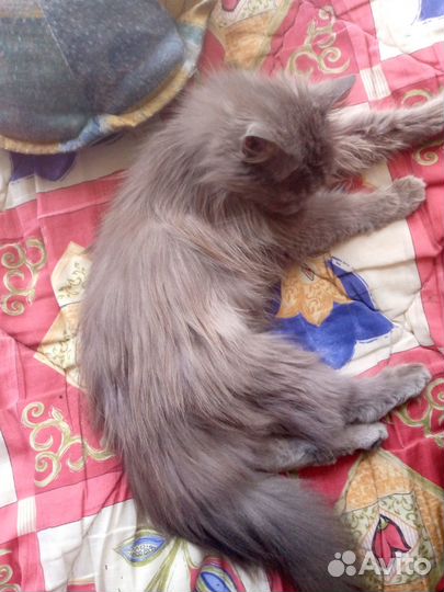 Британские котята
