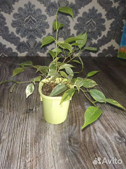 Фикусы Бенджамина разные виды