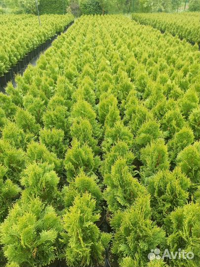 Туя Смарагд