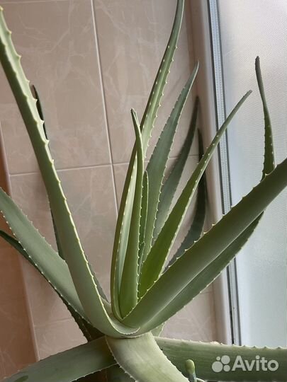 Алоэ вера лечебный