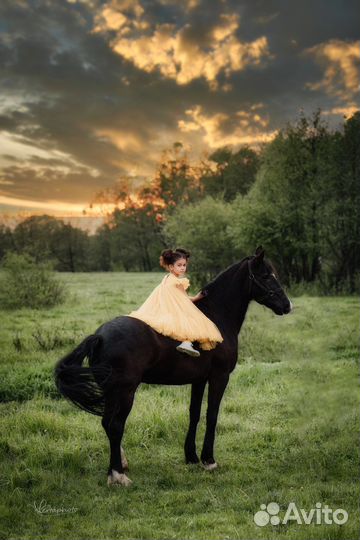 Конные прогулки за городом