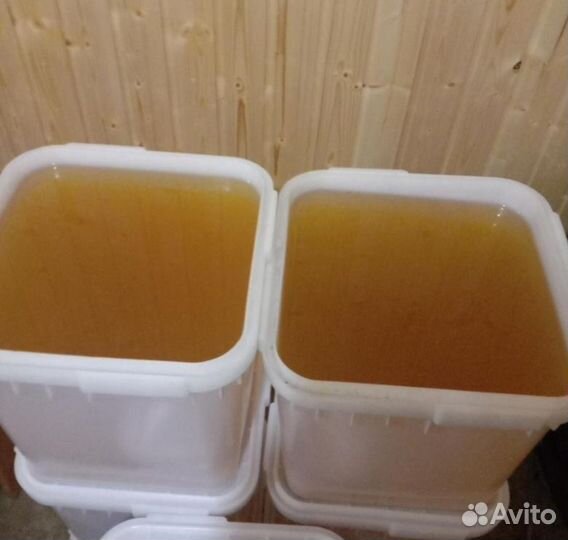 Мед оптом, рапсовый