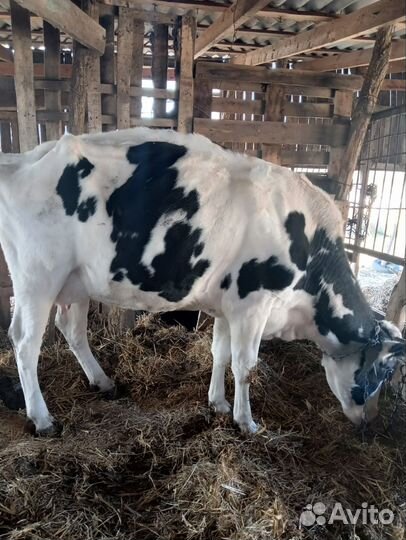 Корова дойная