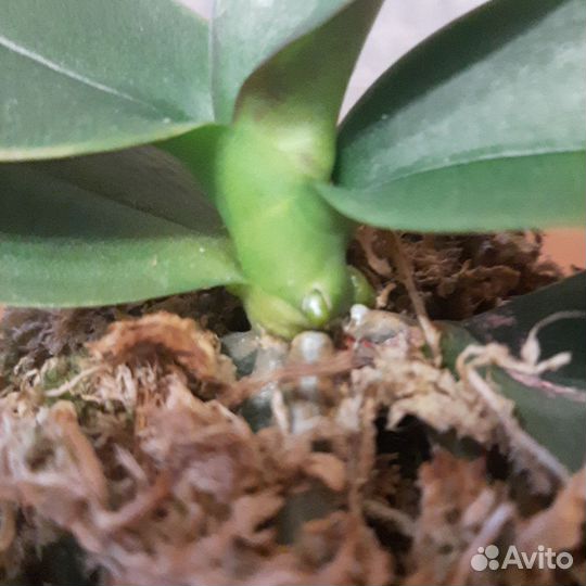 Орхидея Spotted batterfly stem prop