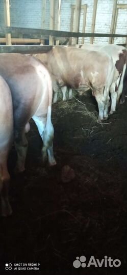 Мясо телятина, говядина