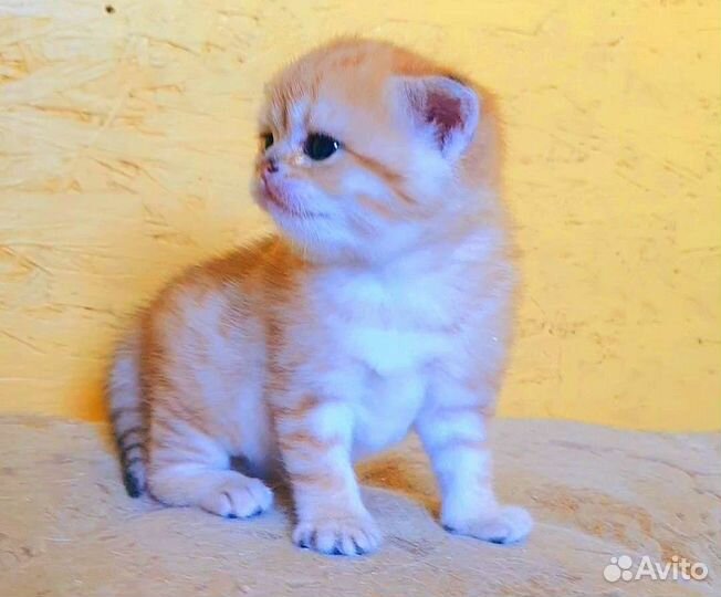 Шотландские шиншиллы