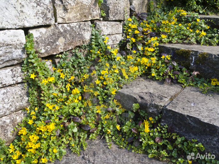 Вербейник монетчатый юкки