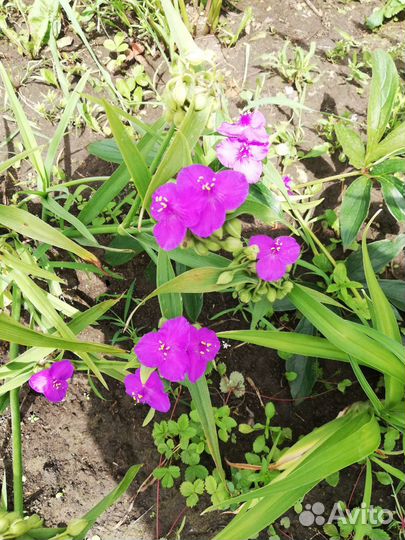 Многолетники для сада, цветы