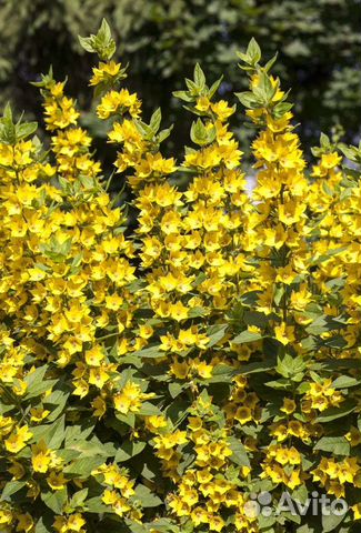 Вербейник точечный