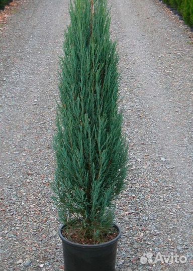 Скальный Блю Эрроу