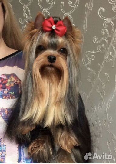 Кобель для вязки