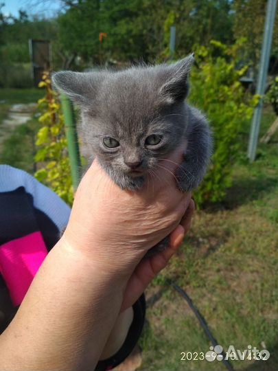 Котята