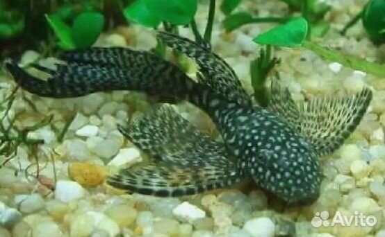 Есть новые рыбки