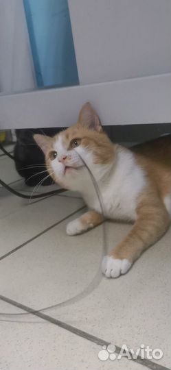 Кот. В добрые руки