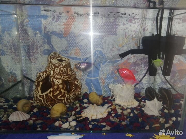 Аквариум с рыбками