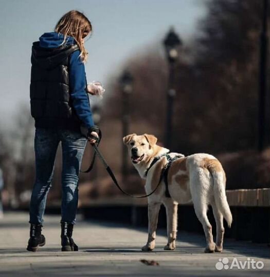 Собака из приюта ищет дом