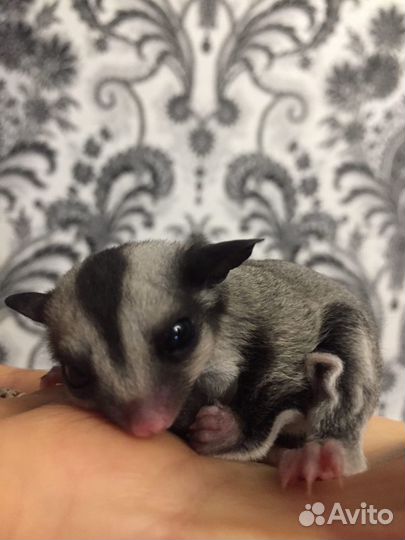 Белка летяга