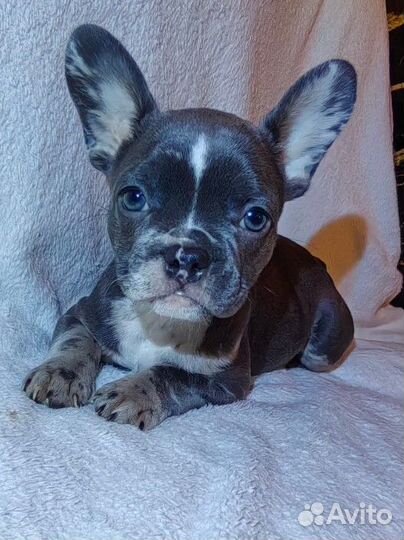 Французский бульдог