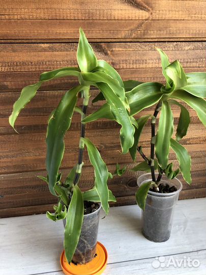 Комнатные цветы Золотой ус