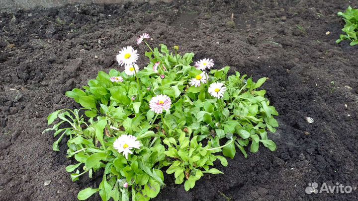 Маргаритки