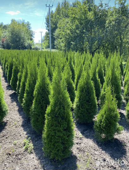 Туя Смарагд 80 см