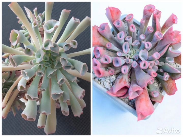 Суккуленты