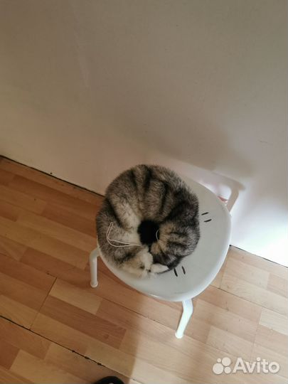 Берет женский норковый