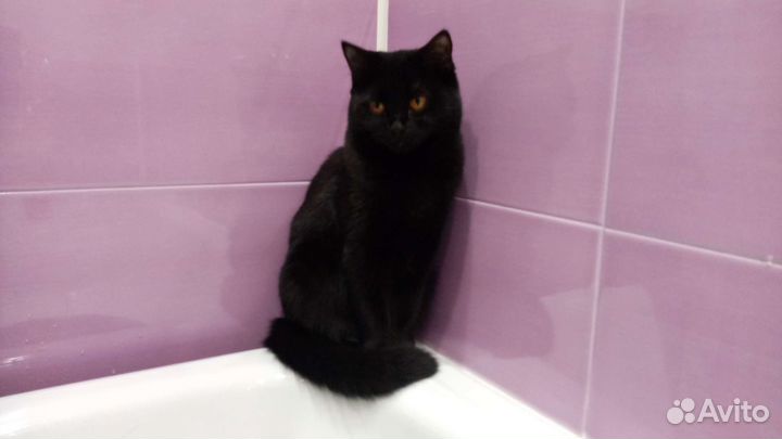 Кошка в дар бесплатно