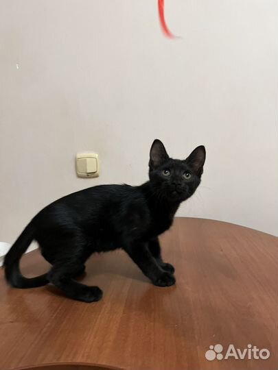 Котенок в добрые руки