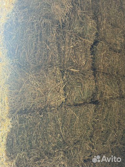 Сено люцерны