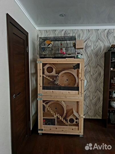 Шиншиллы с клеткой