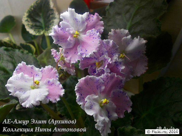 Детки сортовых фиалок