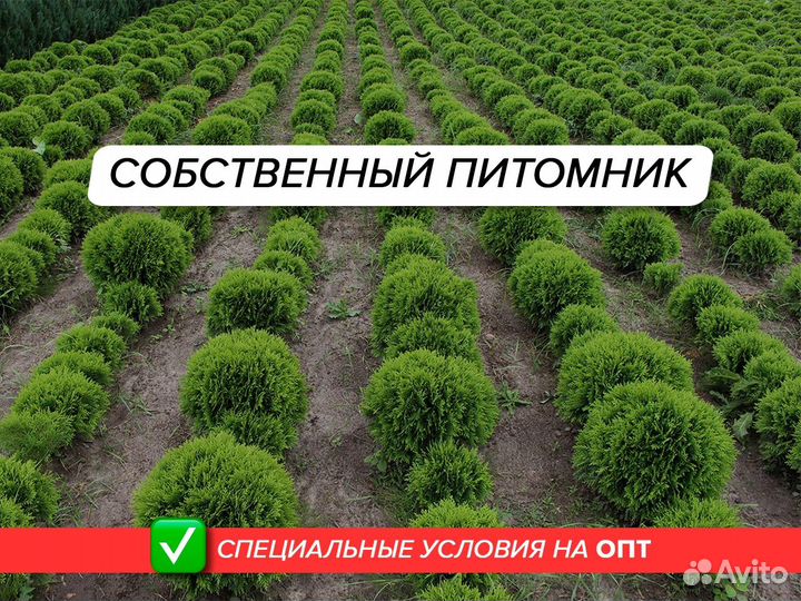 Туя даника шаровидная