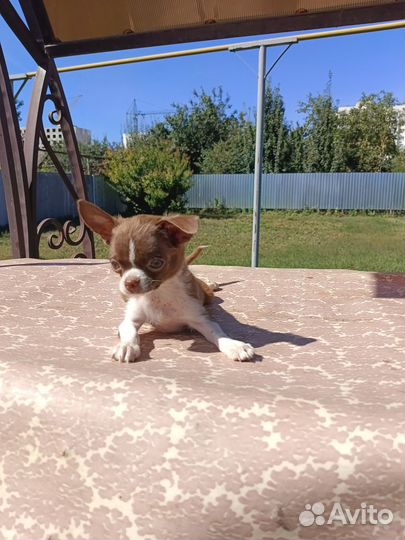 Щенки чихуа, мальчики и девочки