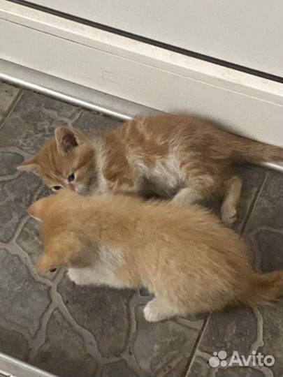 Котятки в добрые руки