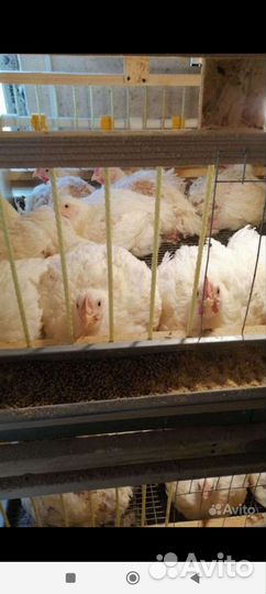 Цыплята бройлеры