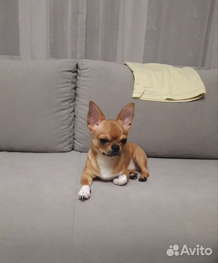 Вязка кобель чихуахуа