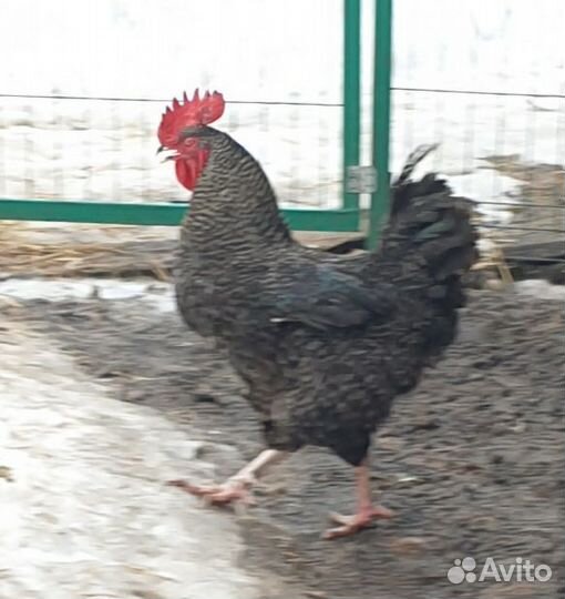 Петух породы Венгерский доминант