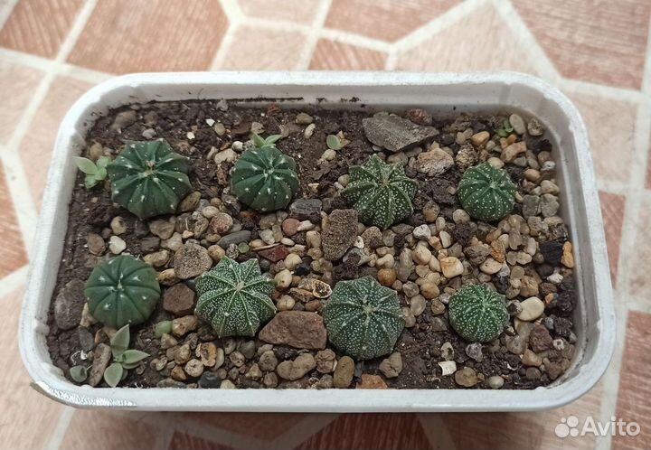 Астрофитум