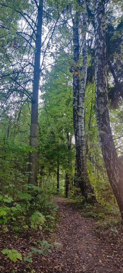 Участок 7 сот. (СНТ, ДНП)