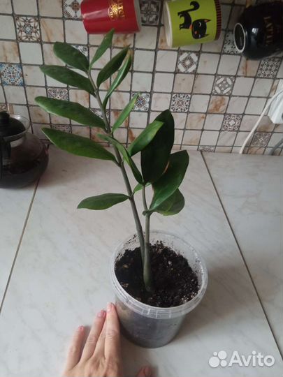 Замиокулькас