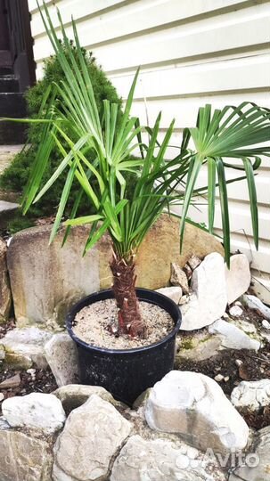 Пальма трахикарпус