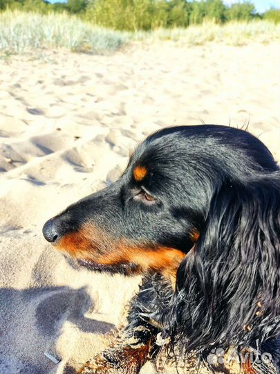 Подружку собаке