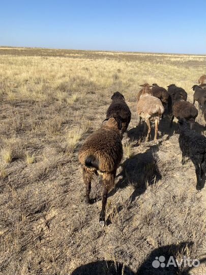 Эдильбаевские ярочки