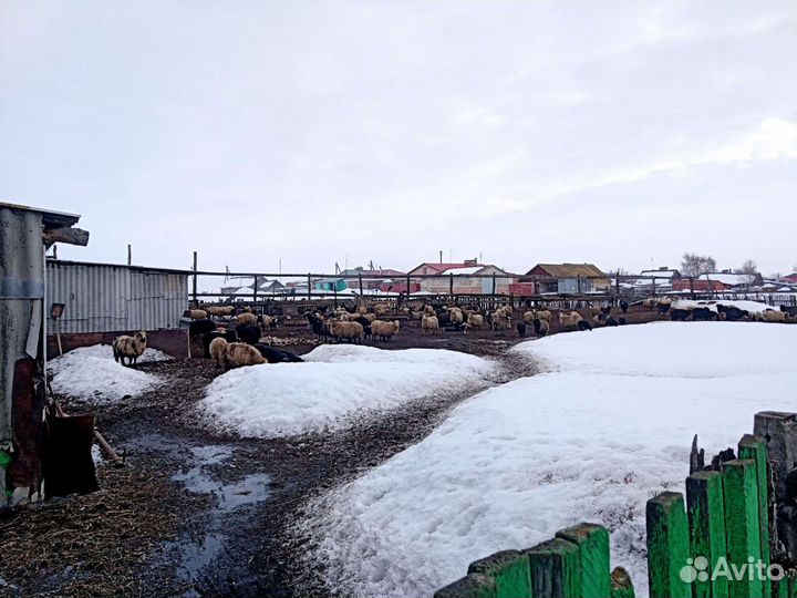 Бараны с/х животные